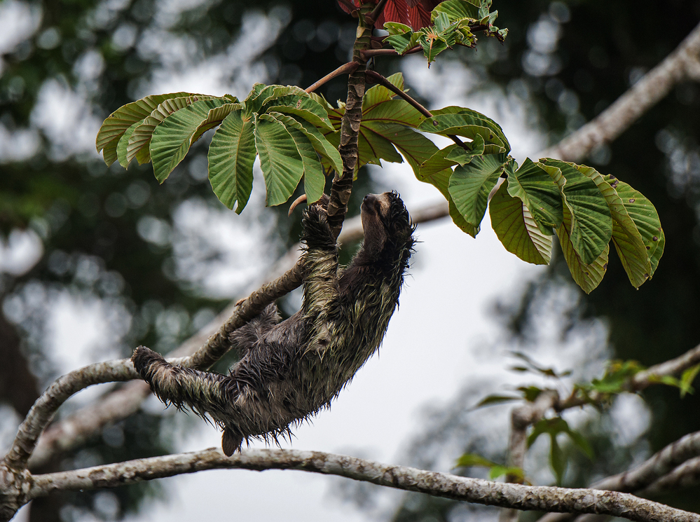 Costa Rica Three Toed Sloth Climbing 2